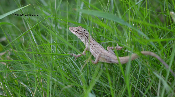 Spotting Image 1