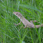 Anolis