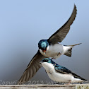 Tree Swallow