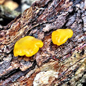 Orange Jelly Fungus