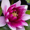 Water lily
