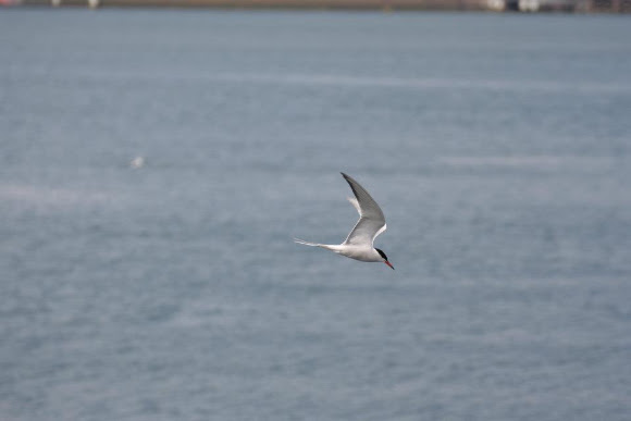Spotting Image 1