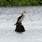 Little Pied Cormorant