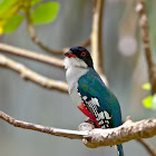 Cuban Trogon
