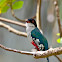 Cuban Trogon