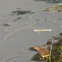 Common Sandpiper