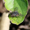 Blowfly