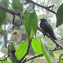 Hummingbird