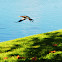Anhinga (Snake Bird)