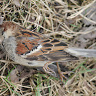 house sparrow