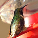ruby throated hummingbird