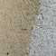 Ants