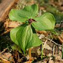 Small's Trillium