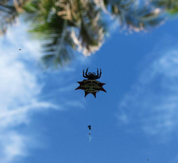 Spotting Image 1