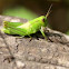 Green Grass hopper