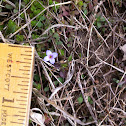 Bluets