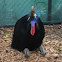 Australian Cassowary
