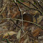 Antechinus sp.