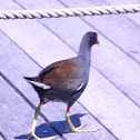Common Moorhen