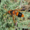 Potter wasp