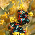 Graptocoris nymphs