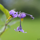 Bittersweet Nightshade