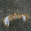 Ghost Crab