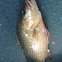 Mangrove snapper