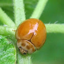 Variable Ladybird Beetle