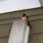 Barn Swallow
