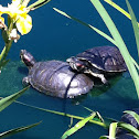 Box turtle