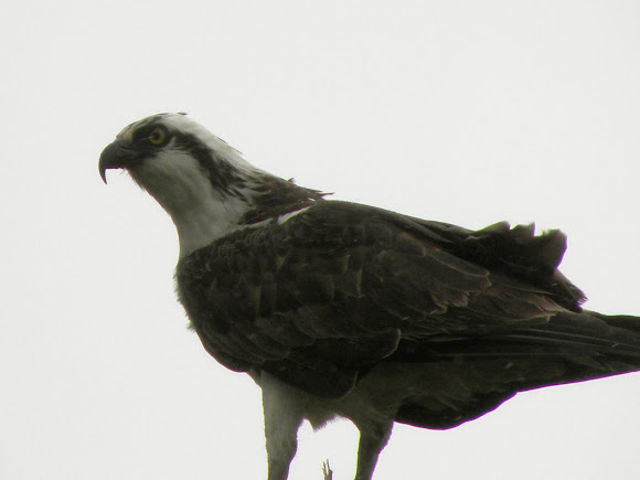 Spotting Image 1