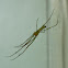 Lynx spider