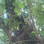 Fig tree 