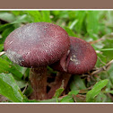 Fungi