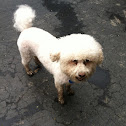 CeCe