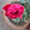 Rose.