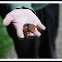 California Newt