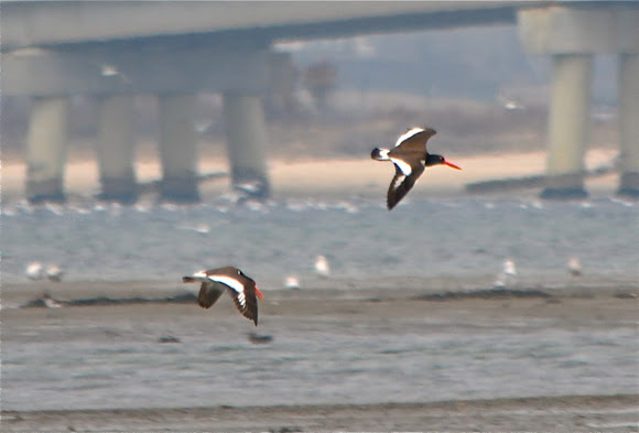 Spotting Image 1