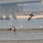 American Oystercatcher