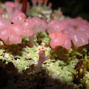 pink fungi