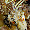 Tiger Shrimp