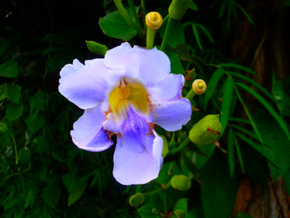 Spotting Image 1