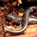 Jefferson Salamander