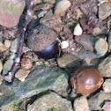 Oak tree acorn