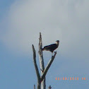 Crested Caracara