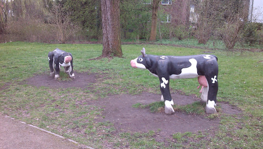 Kühe Im Park