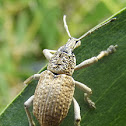 Fruit-tree Root Weevil