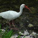 American White Ibis