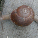 snail